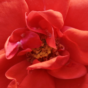 Kупить В Интернет-Магазине - Poзa Джайпур™ - оранжевая - Миниатюрные розы лилипуты  - роза без запаха - Могенс Ниегаард Олесен - Миниатюрная роза с ярко-оранжевыми цветами. 